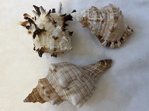 Meer Schnecken Gehäuse Muscheln 