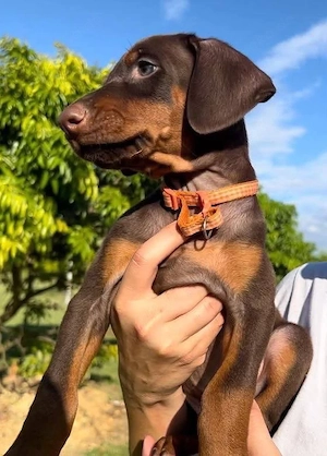 Wunderschöner 13 Wochen alter Dobermannwelpe sucht ein liebevolles Zuhause