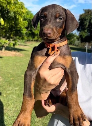 Majestätischer Dobermann-Welpe (Rüde)