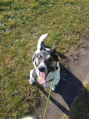 Yoshi sucht Haus mit Garten mit hundeerfahrenen Menschen Bild 3