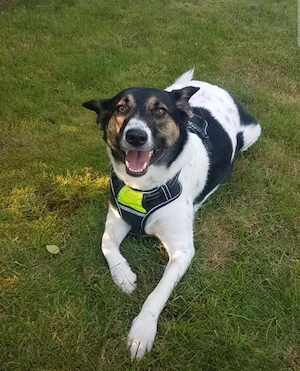 Yoshi sucht Haus mit Garten mit hundeerfahrenen Menschen Bild 2