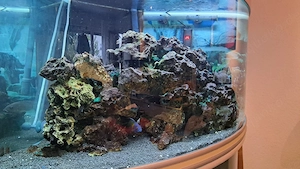 Eckaquarium mit Zubehör und Besatz abzugeben