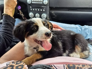 kleine Australian Shepherd Hündin