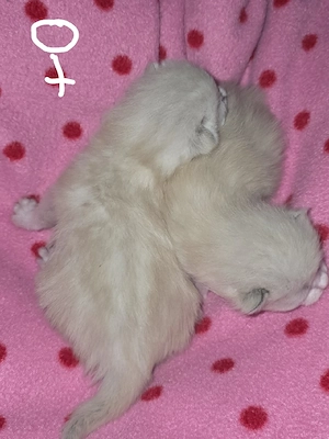 Baby kitten geboren am 7.5.2026