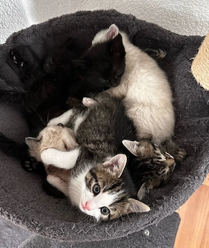     4 süße Kater suchen liebevolles Zuhause