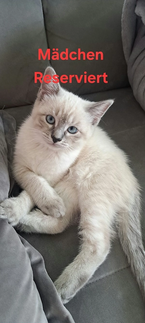 Heilige Birma Siam mix Kitten 