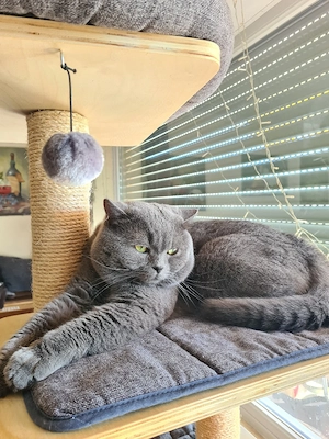 Reinrassiger Bkh Kater MIT STAMMBAUM!