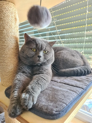 Deckkater  BKH erfahren mit Stammbaum!