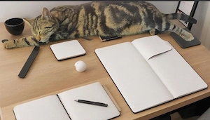 Katze in liebevolle Hände