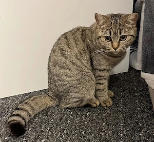 Britisch-Kurzhaar-Katze