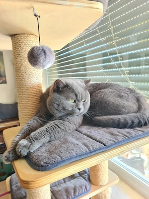 Sehr schöner BKH Deckkater! Erfahren.Stammbaum!