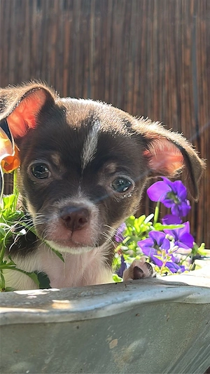 chihuahua welpe weibchen 