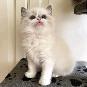 Ragdoll-Kätzchen zu verkaufen. Kontakt via WhatsApp:  