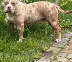 American Bully 3 Jährig in liebevolle Hände abzugeben Bild 2