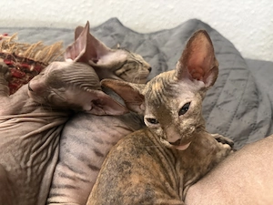 Orientalische Kurzhaarige Kitten, Peterbald. Bild 2