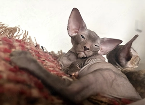 Orientalische Kurzhaarige Kitten, Peterbald.