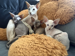 Orientalische Kurzhaarige Kitten, Peterbald. Bild 3