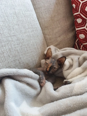Sphynx- Katzen