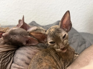 Orientalische Kurzhaarige Kitten, Peterbald. Bild 4