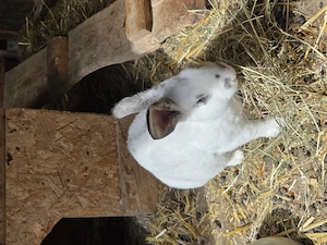 Stallkaninchen männlich und weiblich