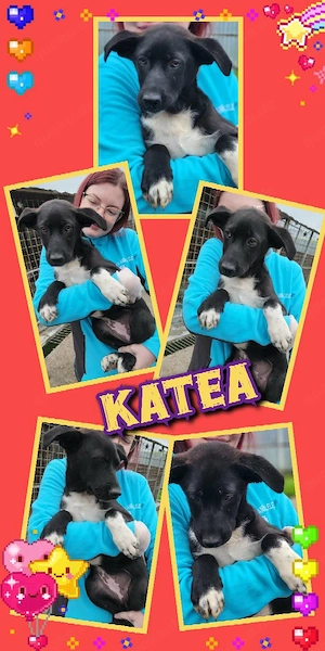 zuckersüßes Welpenmädchen "Katea" sucht ein liebevolles Zuhause