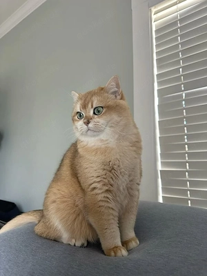 Bkh Kater Gold 
