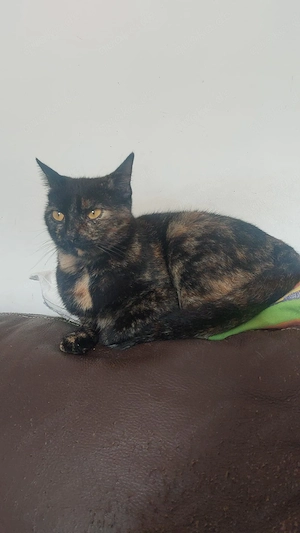 Freya sucht ein neues Zuhause (als Wohnungskatze)