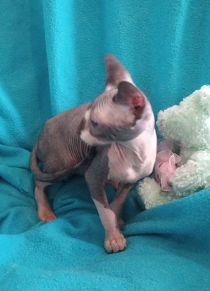 2 bezaubernde Sphynx Kitten