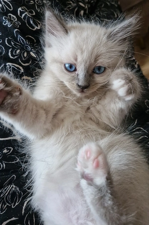 Heilige Birma kitten kater