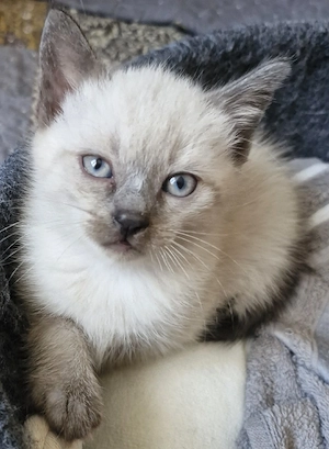 Heilige Birma kitten kater