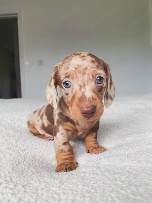 Dackelwelpen zur Adoption 