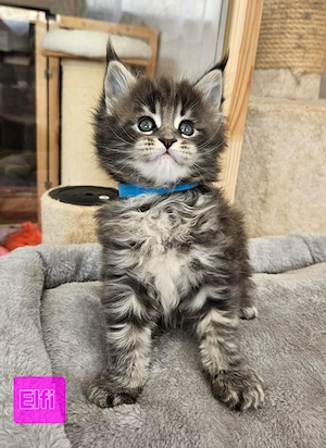 Maine Coon Kitten mit Stammbaum