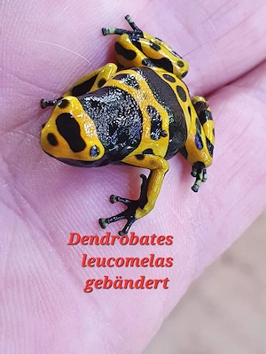 Gelbgebänderter Pfeilgiftfrosch 