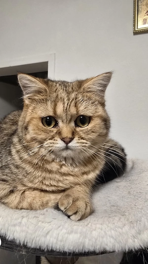 BKH Katze 7 Monate 
