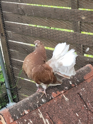 indische Pfautauben 
