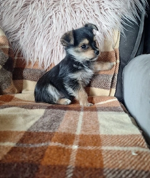 kleiner Rüde sucht  einen  kuschelplatz  zum liebhaben