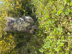Maine coon Kitten in liebevolle Hände abzugeben 