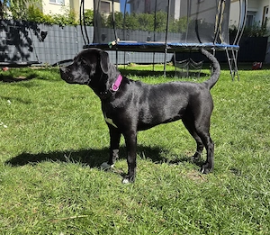 Labrador Mischlings Hündin 5,5 Monate 