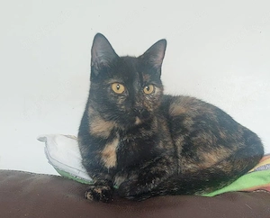 Freya sucht ein neues Zuhause (als Wohnungskatze)