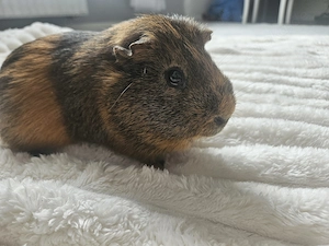 Meerschweinchenbock 