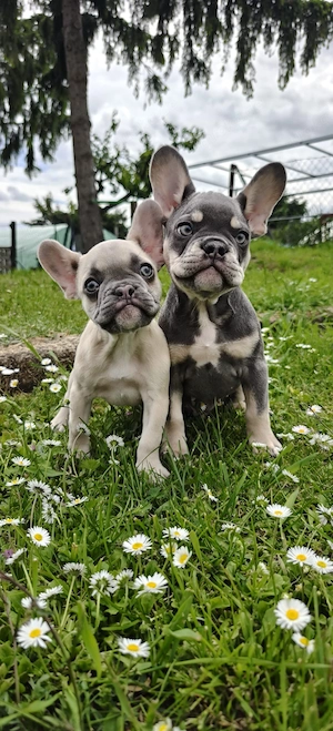 Französische Bulldoggenwelpen 