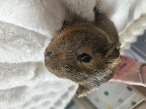 Meerschweinchenbock 