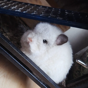  Angora Weibchen 100% RPA