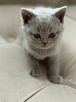 BKH Kitten Blue & Lilac voll Süss Bild 7