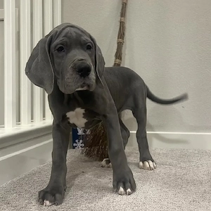 Zum Verschenken 04 Süße Deutsche dogge Welpen 