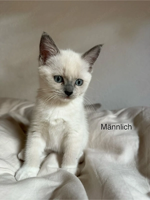 4 BKH- Ragdoll Katzenbabys Kitten mit blauen Augen