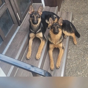 Deutscher Schäferhund