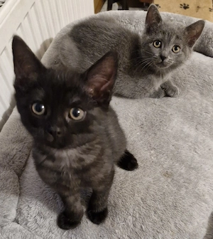 Britisch kurzhaar kitten Weibchen