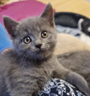 Britisch kurzhaar kitten Weibchen