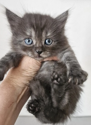 Zauberhafter Britisch Langhaar Kater Kitten Bild 4